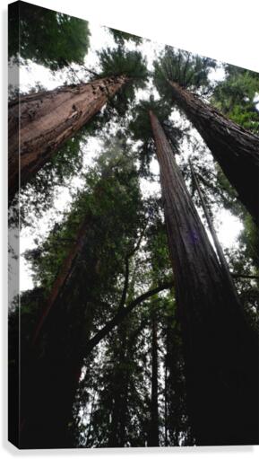 Giants Canvas Print