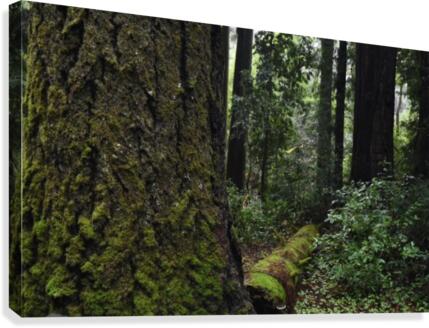Enchanted Forest Canvas Print