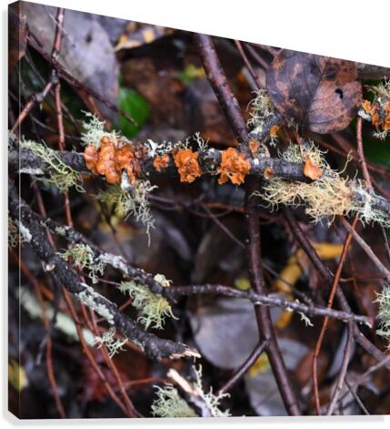 Fungi Canvas Print