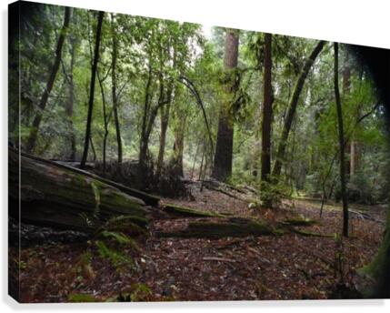 Peaceful Canvas Print