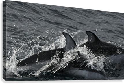 Common Dolphins Canvas Print