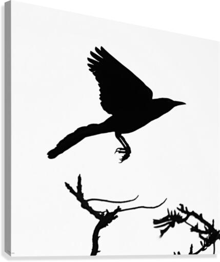 Blackbird Canvas Print