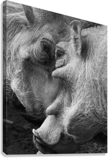 Warthogs Canvas Print