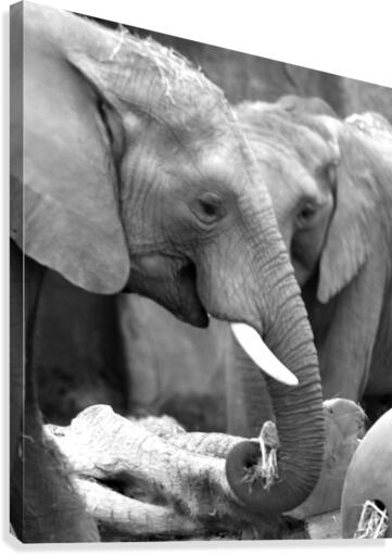 Elephants Canvas Print