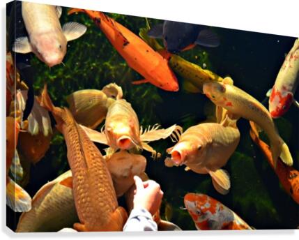 Many Koi Canvas Print
