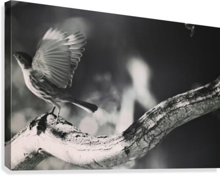 Bird Canvas Print