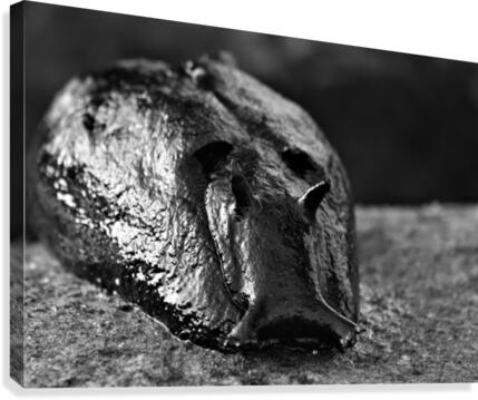 Sea Hare Canvas Print