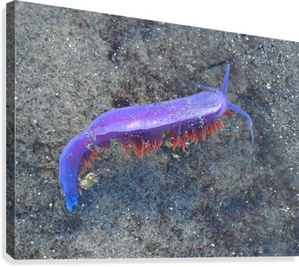 Nudibranch Canvas Print