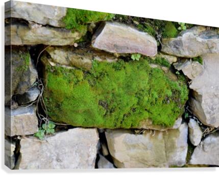 Mossy Stone Canvas Print