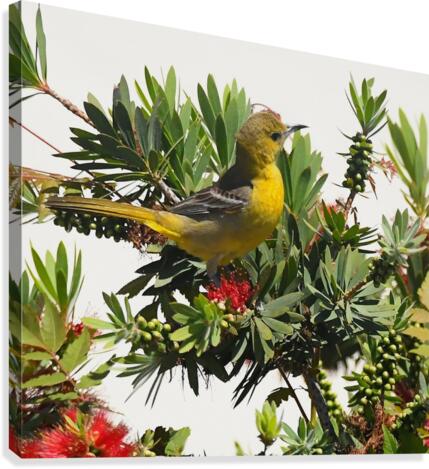 Goldfinch Canvas Print
