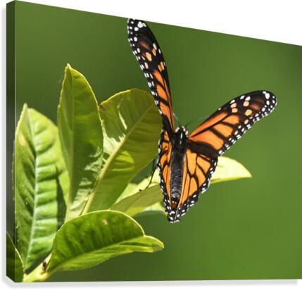 Monarch II. Canvas Print