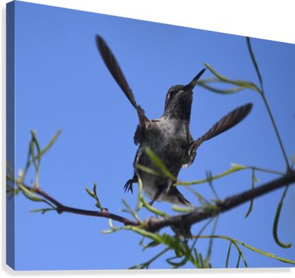 Take Off Canvas Print