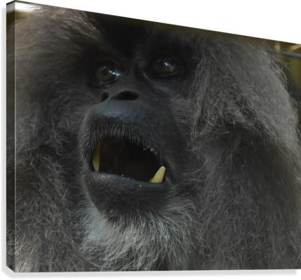 Fierce Canvas Print