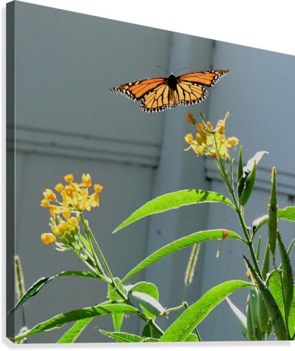 Monarch III. Canvas Print