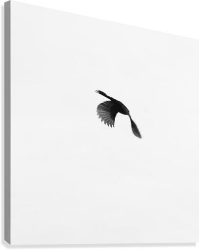 Solo Canvas Print