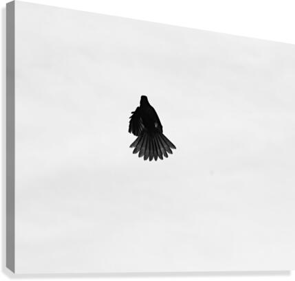 Solo I. Canvas Print