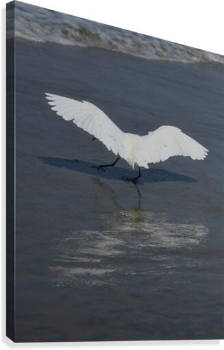 White Wings Canvas Print