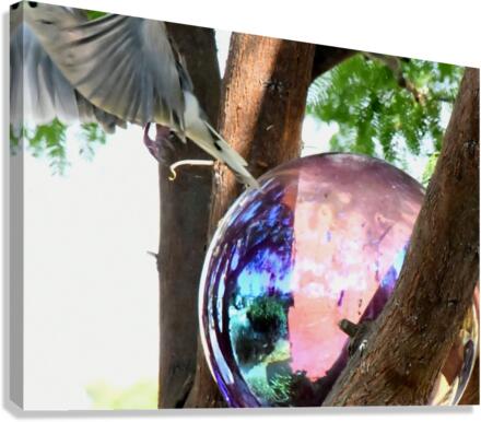 Wing Magic Canvas Print