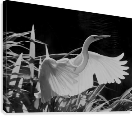 Heron Canvas Print