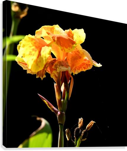 Orange Canvas Print