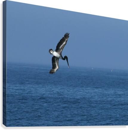 Pelican Dive Canvas Print