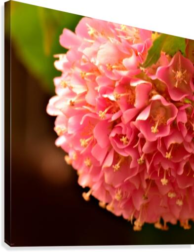 Pink Puff Canvas Print
