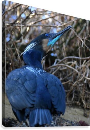 Cormorant Canvas Print