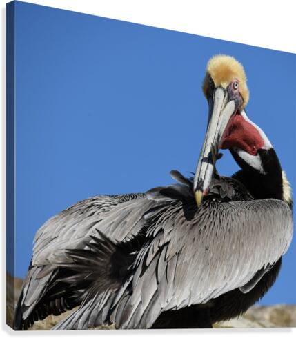 Pelican Preening Canvas Print