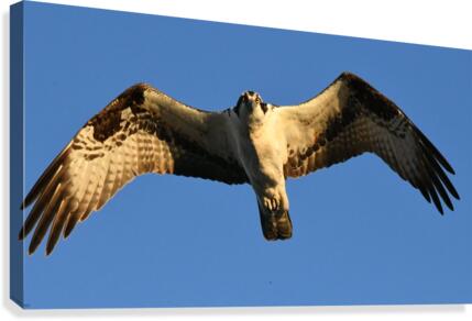 Osprey Canvas Print