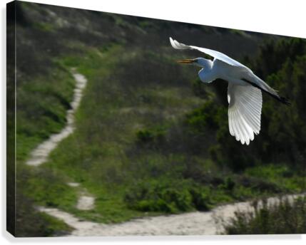Egret 6 Canvas Print
