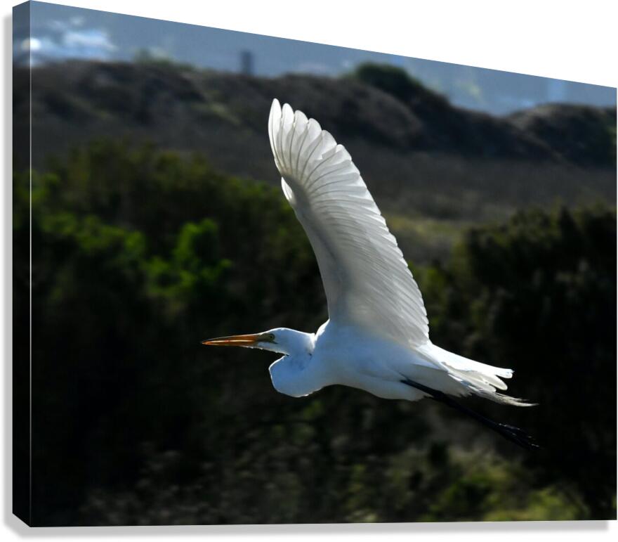 Egret 5 Canvas Print