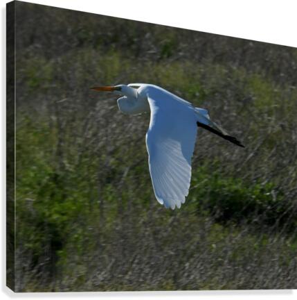 Egret 4 Canvas Print
