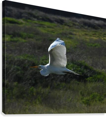 Egret 3 Canvas Print