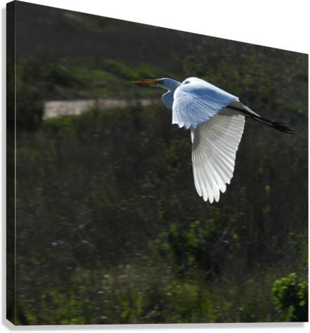 Egret 2 Canvas Print
