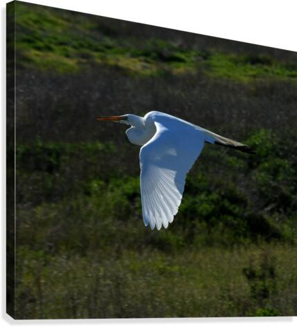 Egret 1 Canvas Print