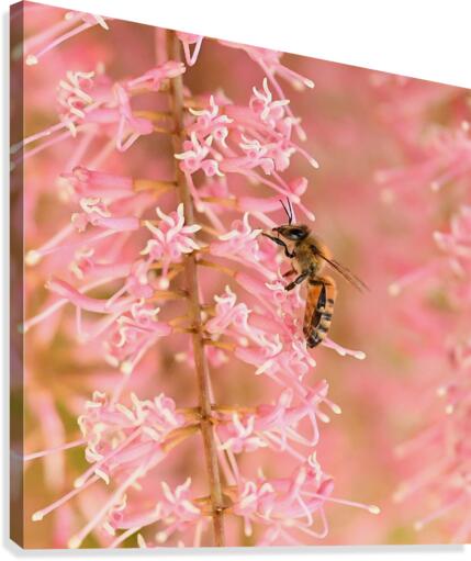 Pink Bee Canvas Print