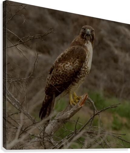 Hawk Eye Canvas Print