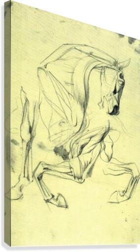 Horse study Canvas Print