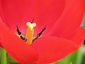 Red Tulip