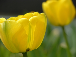 Yellow Tulips