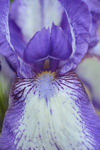Blue Iris