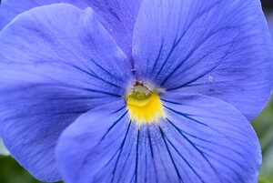 Blue Pansy