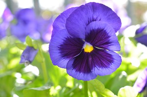 Blue Pansy