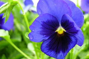Blue Pansy