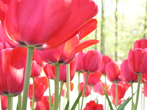 Red Tulips