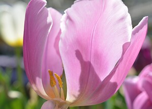 Purple Tulip