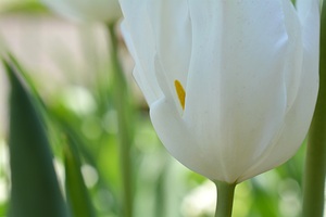 White Tulip