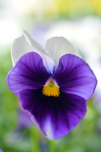 Blue Pansy