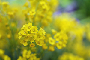 Yellow Flowers 