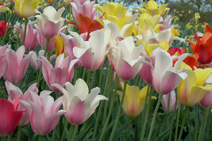 Tulips 